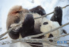 沈阳森林动物园的大熊猫在雪中嬉戏玩耍　享受雪趣