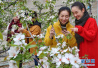 河北省秦皇岛市海阳镇引导农民种植大棚樱桃　每亩年纯收入达5万元