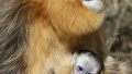 萌翻！神农架国家公园2018年首只金丝猴宝宝诞生