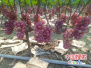平顶山宝丰县发展葡萄产业　走现代农业发展之路