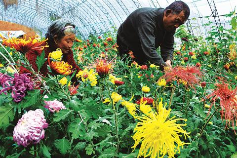 承德市认真实施科技兴农战略发展花卉产业