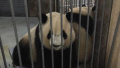 中国北方草原首对大熊猫“亮相” 首日吸引游客近5万人