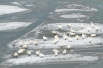 购置玉米为白天鹅补充食物　三门峡精心呵护白天鹅越冬