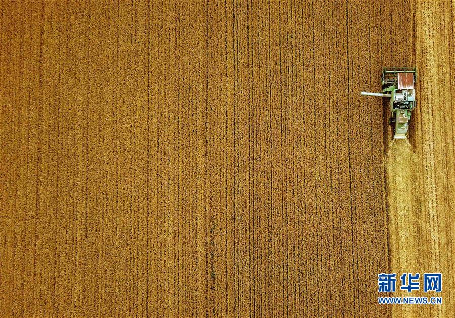 （新华全媒头条·图文互动）（7）大国粮仓的新时代交响——河南农业70年观察