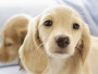 南京将开展养犬专项执法检查 30种犬类禁养