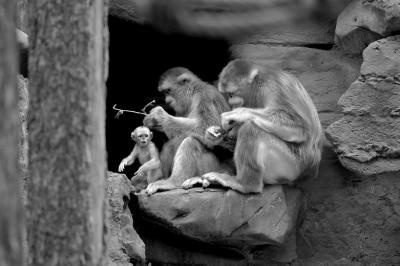 全球最珍贵金丝猴生下“二胎” 是个“小公主”
