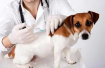 农业部：兽用疫苗存在监管盲区 有企业制售假劣疫苗