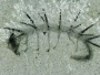 古生物学家发现1亿年前“耙虫”