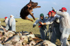 非洲猪瘟在俄罗斯继续蔓延