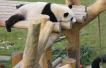 沈阳熊猫馆两节期间有不文明游客吹喇叭、随意投食