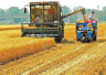 河南麦收结束　400亿元确保夏粮收购“钱等粮”