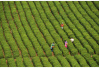 云南全省茶叶面积达619.5万亩　今年春茶产销持续呈现“量价齐升”