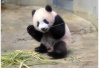 面向全球招募设计师！你要设计中国大熊猫国际形象吗？