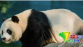 旅美“滚滚”遭虐待？中国大熊猫保护研究中心辟谣