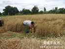 阿图什不断深化“学转促”专项活动 抓农时助农抢收小麦