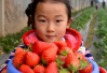 河南夏邑：大寒季节草莓甜