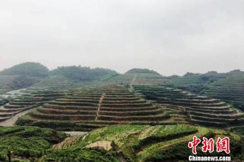 资料图：贵州福泉通过山地农业带动农户脱贫。 杨云 摄