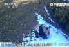 探访“大熊猫爱情走廊”　时隔6年再次拍到大熊猫活体