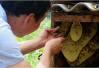 南京小伙大学毕业后云南养蜂　今年预计帮助当地农户增收1亿元