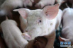 疫情对猪价有哪些影响　专家怎么分析？