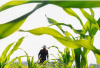 农业保险保费补贴目录扩容：三大粮食作物制种被纳入