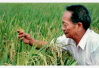 袁隆平“超级稻”在南京试种成功　亩产能提高500斤