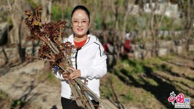 上方山香椿：香椿产业联农带农稳促增收的生动实践