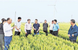 科技支撑 小麦丰收在望——安阳市农科院推广强筋小麦优质节本高效生产技术掠影